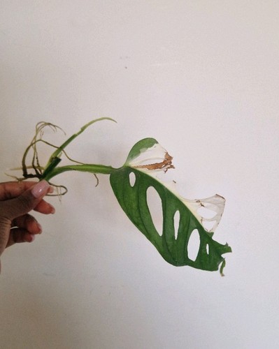 Monstera adansonii variegated - monstera,