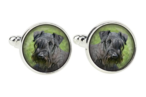 Cesky terrier czech - cesky,