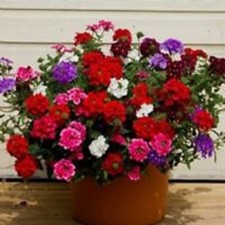 Trailing verbena mixed - trailing,