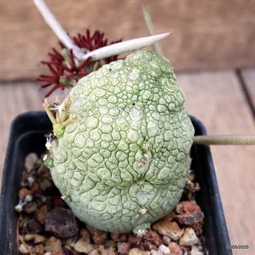 D4153 pseudolithos migiurtinus - d4153,
