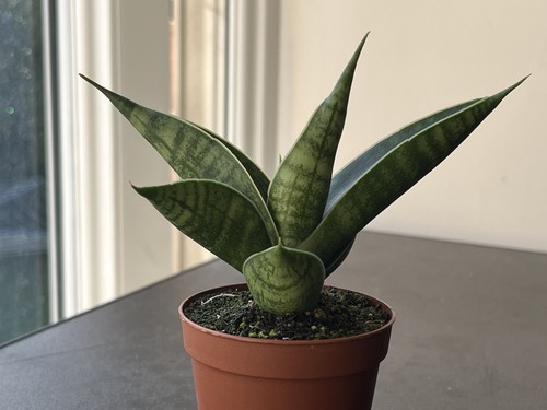 Sansevieria sindoro hybrid