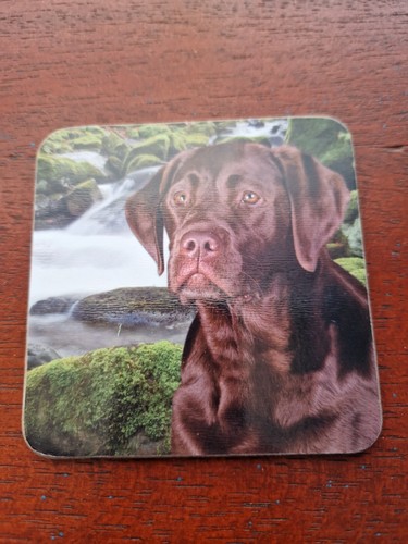 Chocolate labrador coaster - labrador,