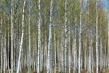 Paper Birch Betula Papyrifera  50 seeds- Fabulous bark feature for garden,
