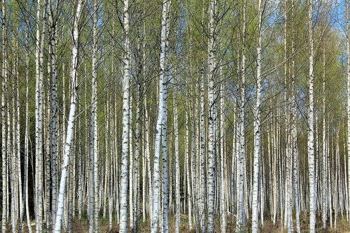 Paper birch betula - birch,
