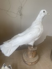Beautiful White Taxidermy Dove On Wooden Base
