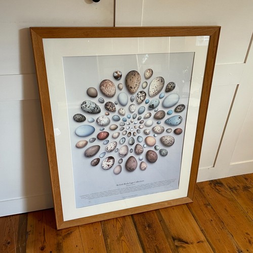 Tony ladd british birds - british, eggs