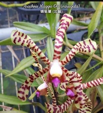 Arachnis Maggie Oei (variegated) 'Scorpion Orchid' Orchid Plant