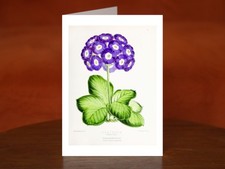 Primula Auricula or Bear's Ear