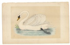 Vintage Swan prints (Morris's
