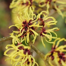 Hamamelis Pallida -  Witch Hazel Winter Flowering Shrub Outdoor Garden Ready