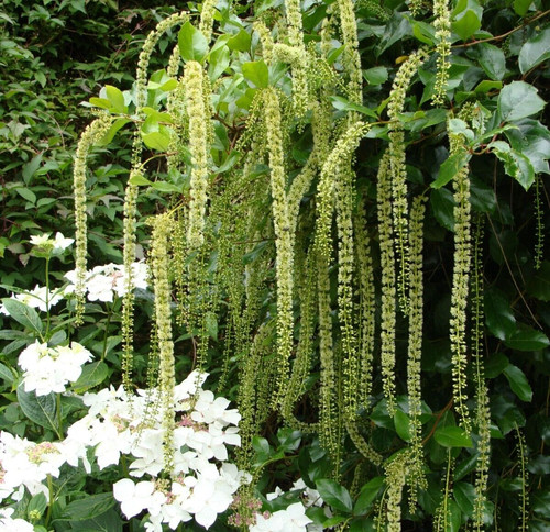 Itea ilicifolia sweet - itea,