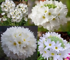 4 X plants of Primula