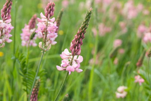 British wild flower sainfoin - british,
