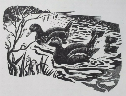 Moorhen moorhens 1940s - moorhens,