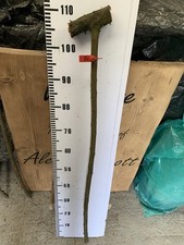 1.1MM Blackthorn Shank Walking