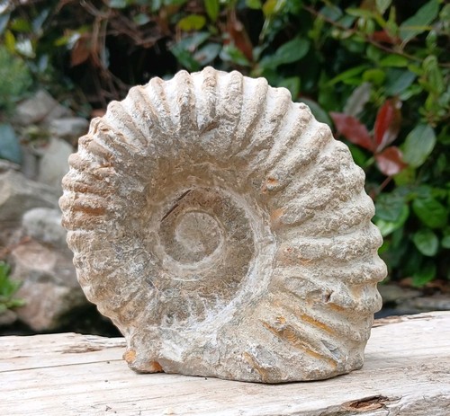 Large fossil ammonite - large,