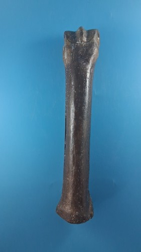 Fossilised horse bone - fossilised,