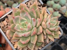 Echeveria 'Body Pink'