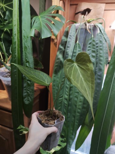 Anthurium delta force clone - anthurium,