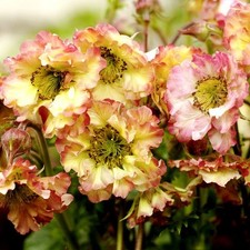 Geum Pretticoats Peach 9cm