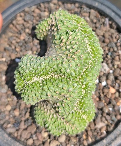 Strombocactus disciformis - strombocactus,