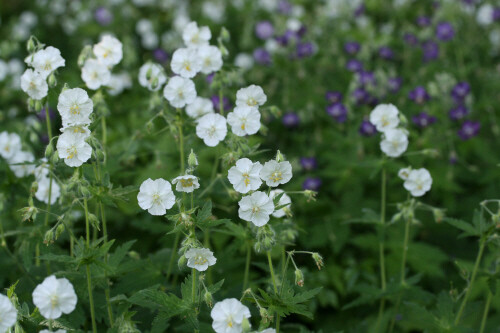 Hardy geranium phaeum - hardy, in