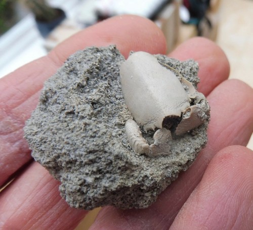 Fossil crab ranilia - crab, (2.1