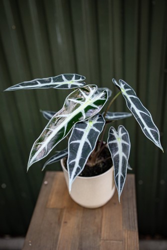 Alocasia curly bambino indoor - curly,