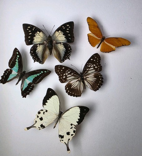 Real butterfly collection 5 - butterfly,