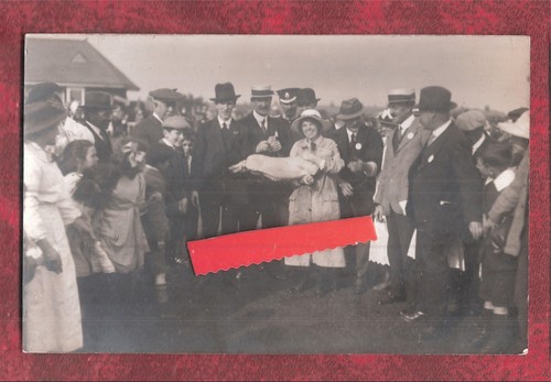 Social history group - rp, pig