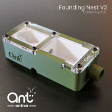 Ant Founding Nest | Ant