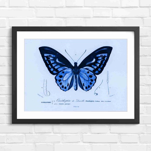 Ornithoptera butterfly - ornithoptera,