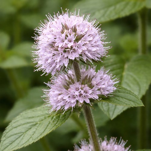 Mentha aquatica water - mentha,