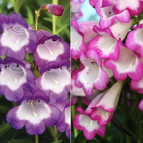 Penstemon hardy perennial - hardy,