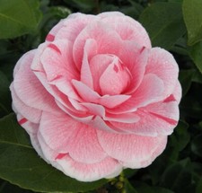 T&M Camellia jap. Bonomiana