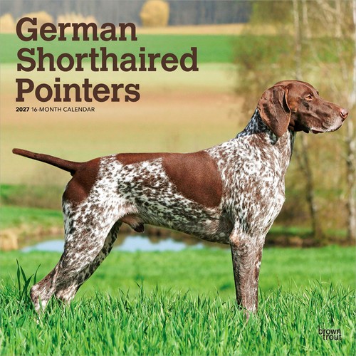 German shorthaired pointers - shorthaired, |