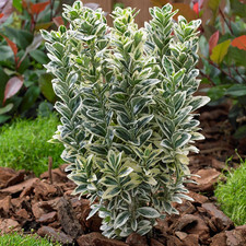 Euonymus white spire plants - 3x,