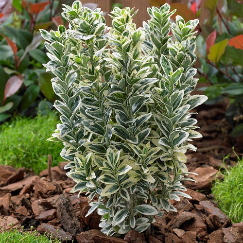 Euonymus white spire - 3x,