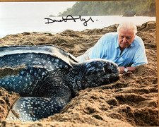 10x8 Turtle Photo Hand Signed