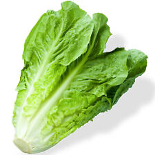 50 Romaine Lettuce Seeds