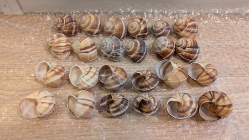 Sabarot snail shells - snail,
