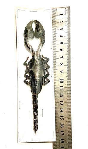 Taxidermy scorpion - taxidermy,