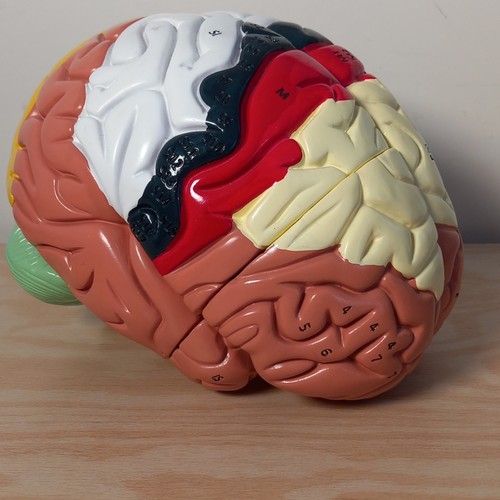 Human brain model anatomy - human,
