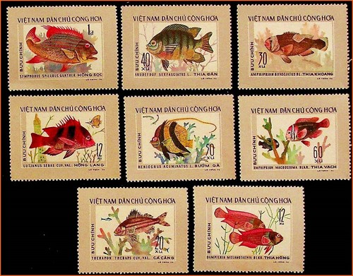 Vietnam salt water fish - salt,