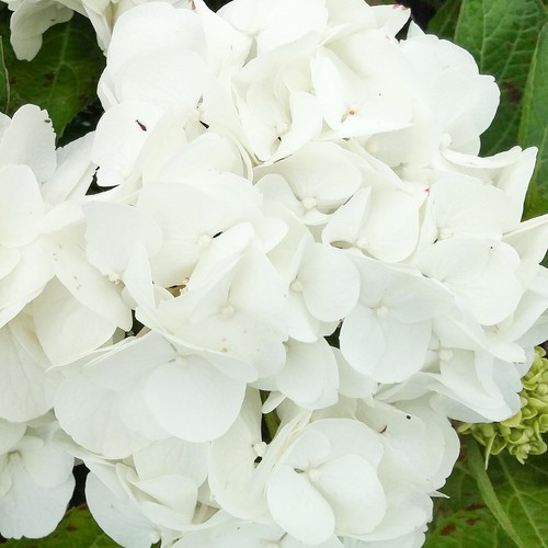 Lacecap hydrangea macrophylla - lacecap,