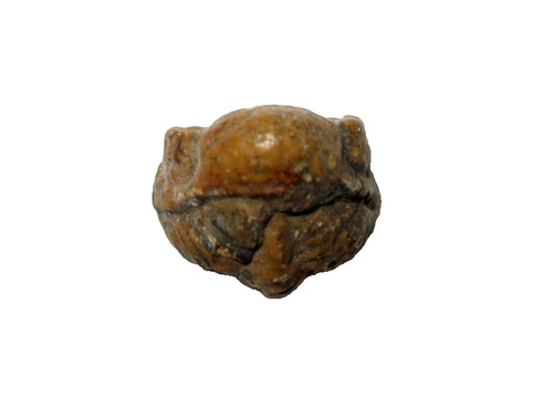 Devonian pedinopariops - devonian,