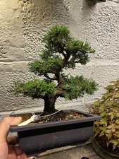Juniper Bonsai Tree Itoigawa