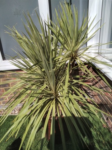 Outdoor large yucca winter