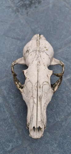 Real fox skull genuine - skull,,