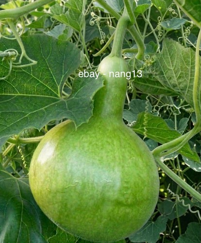 Bottle gourd plant in - 1,